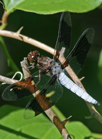 Common Whitetail